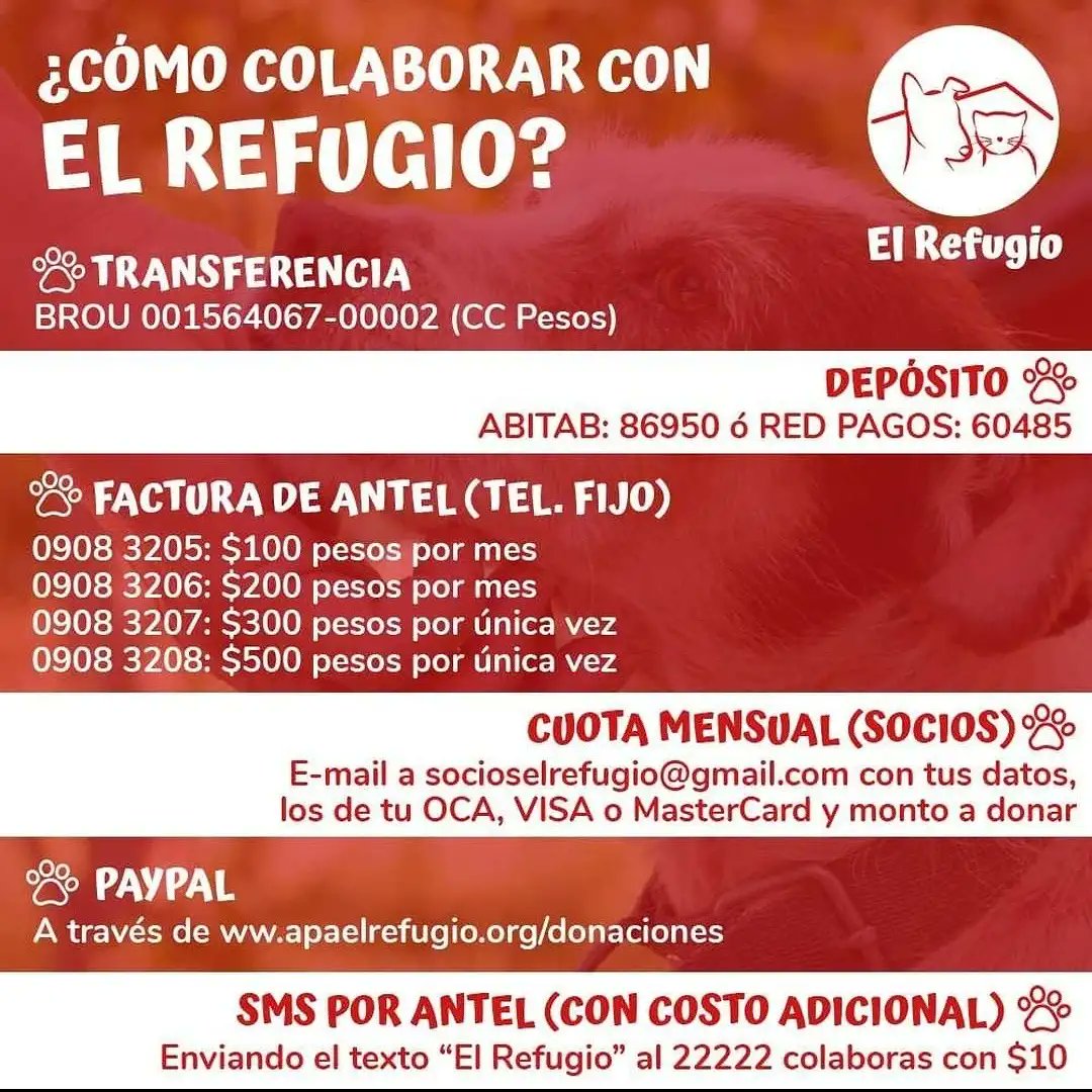 SÁBADO DE ADOPCIONES Y COLABORACIÓN CON <a href="/apaelrefugio/">El Refugio</a> y <a href="/LigaBichera/">Liga Bichera Montevideo Refugio</a>.
En el fin de semana con más nostalgia del año, el recuerdo para las mascotas que ya no están y los momentos indelebles que han dejado. Y el deseo de que todos los peludos de los refugios logren crear los suyos.