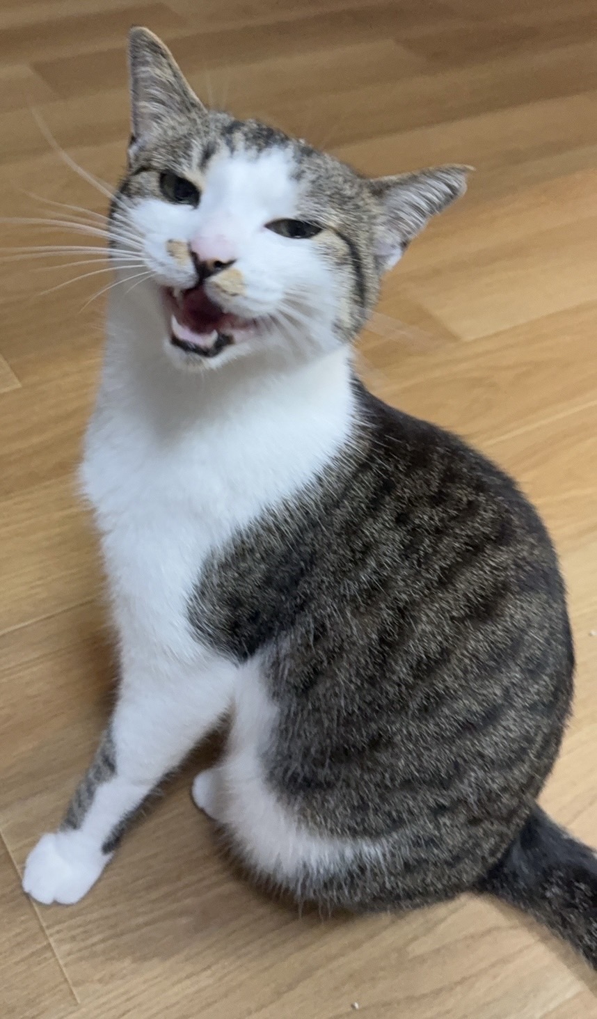 ねこ Amazon.co.jp: ご縁猫 富士山(M-SIZE 黒 Black）右手あげ/陶器