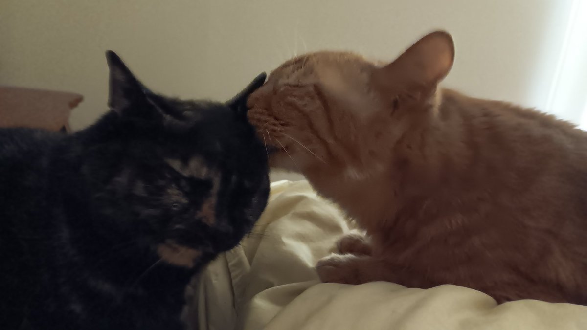 Benji whispering secrets to her Majesty, Dixie. Yes, she is the Queen of the house, and I, her servant. 🐈‍⬛🐈🐈Wishing you a very happy #Caturday!