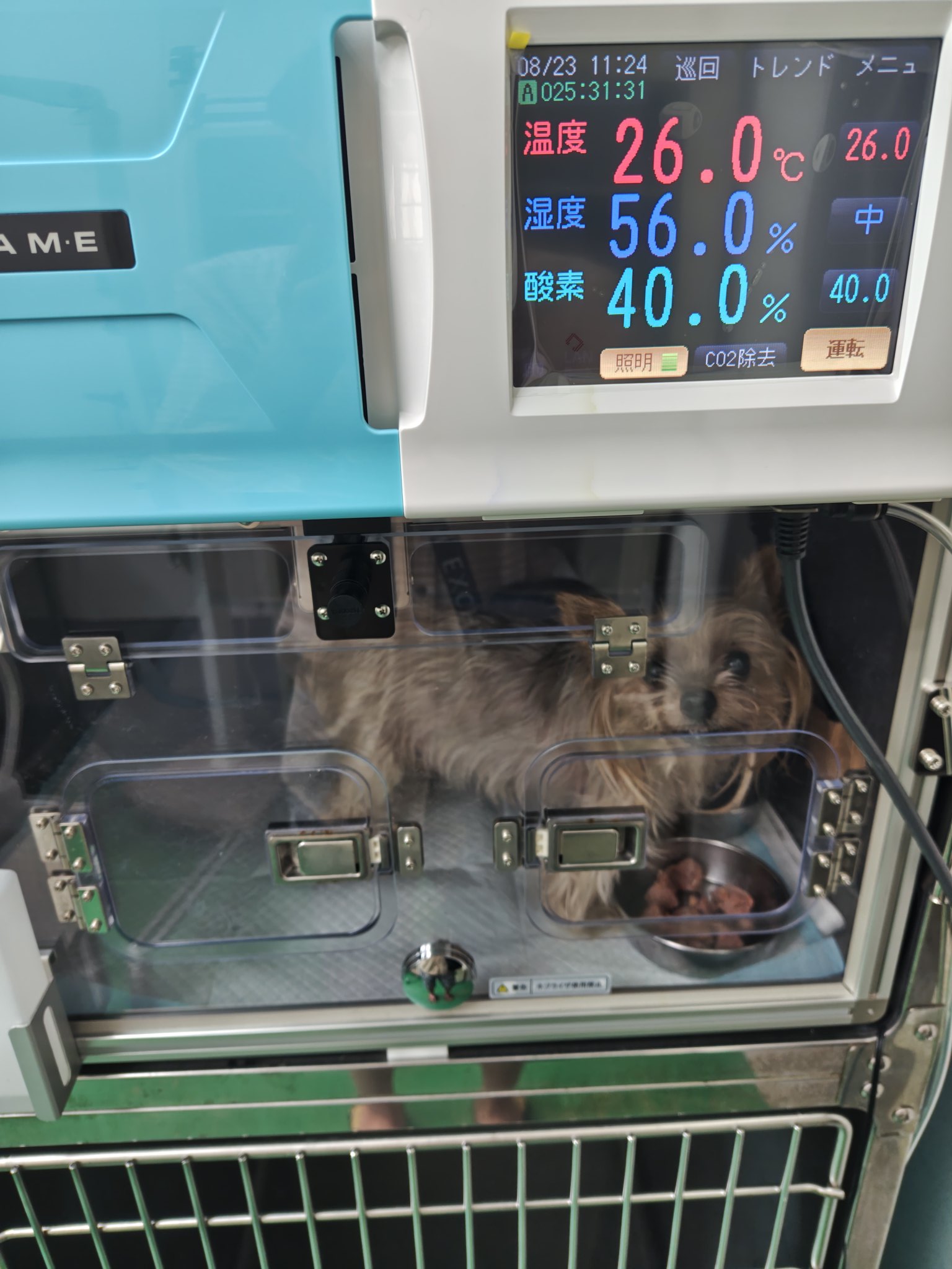 ﾖｰｷｰ - Search / X