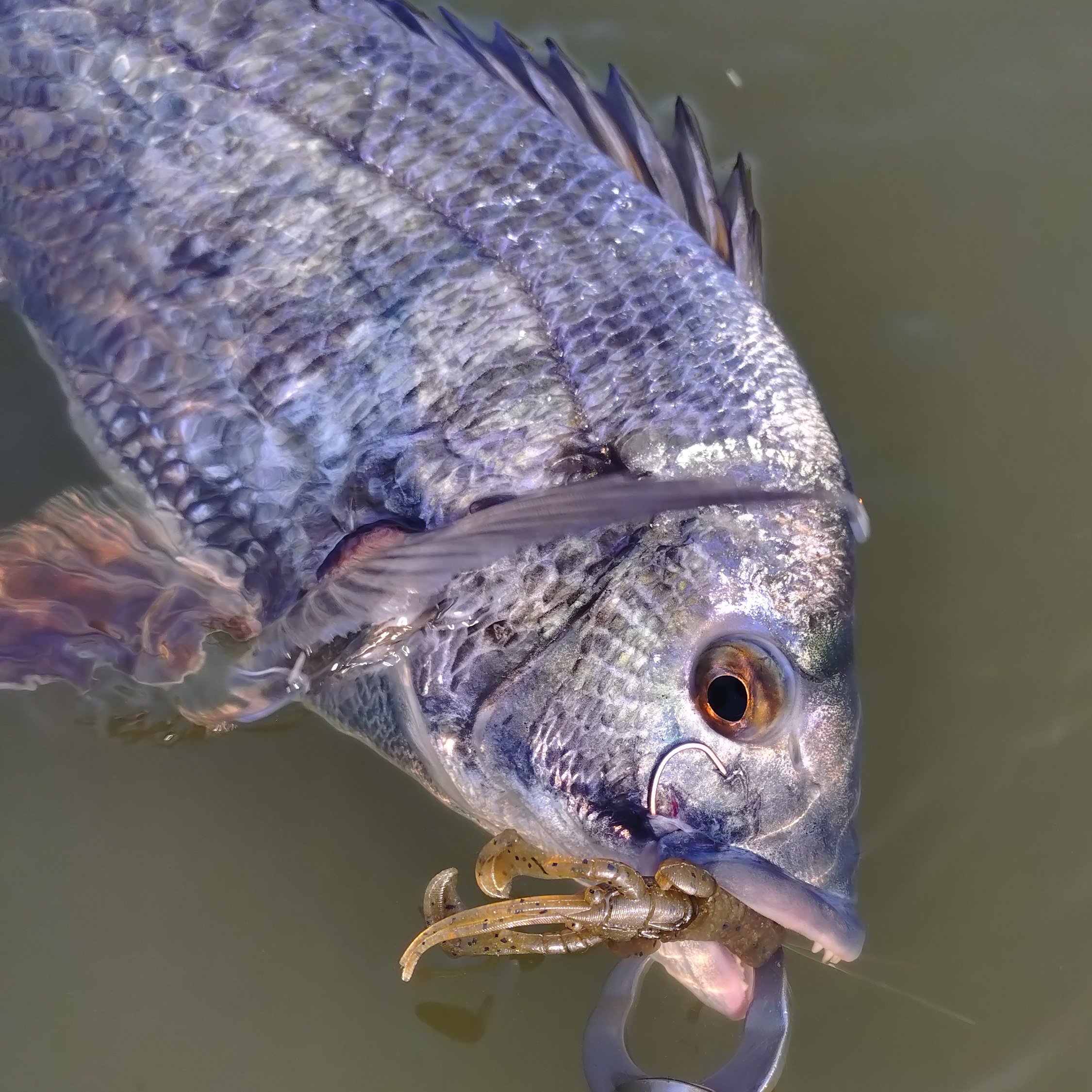 荒巻さん 確認用 流木 軽め 荒巻さん 確認用 流木 軽め 荒巻さん