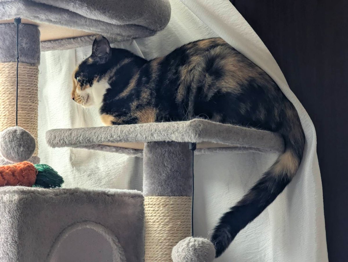 カーテンめくられて嫌そう

#里親募集中 #保護猫 #猫 #三毛猫 #猫好きさんと繋がりたい #猫のいる暮らし #猫のいる生活 #預かりボランティア #Cat #catlife