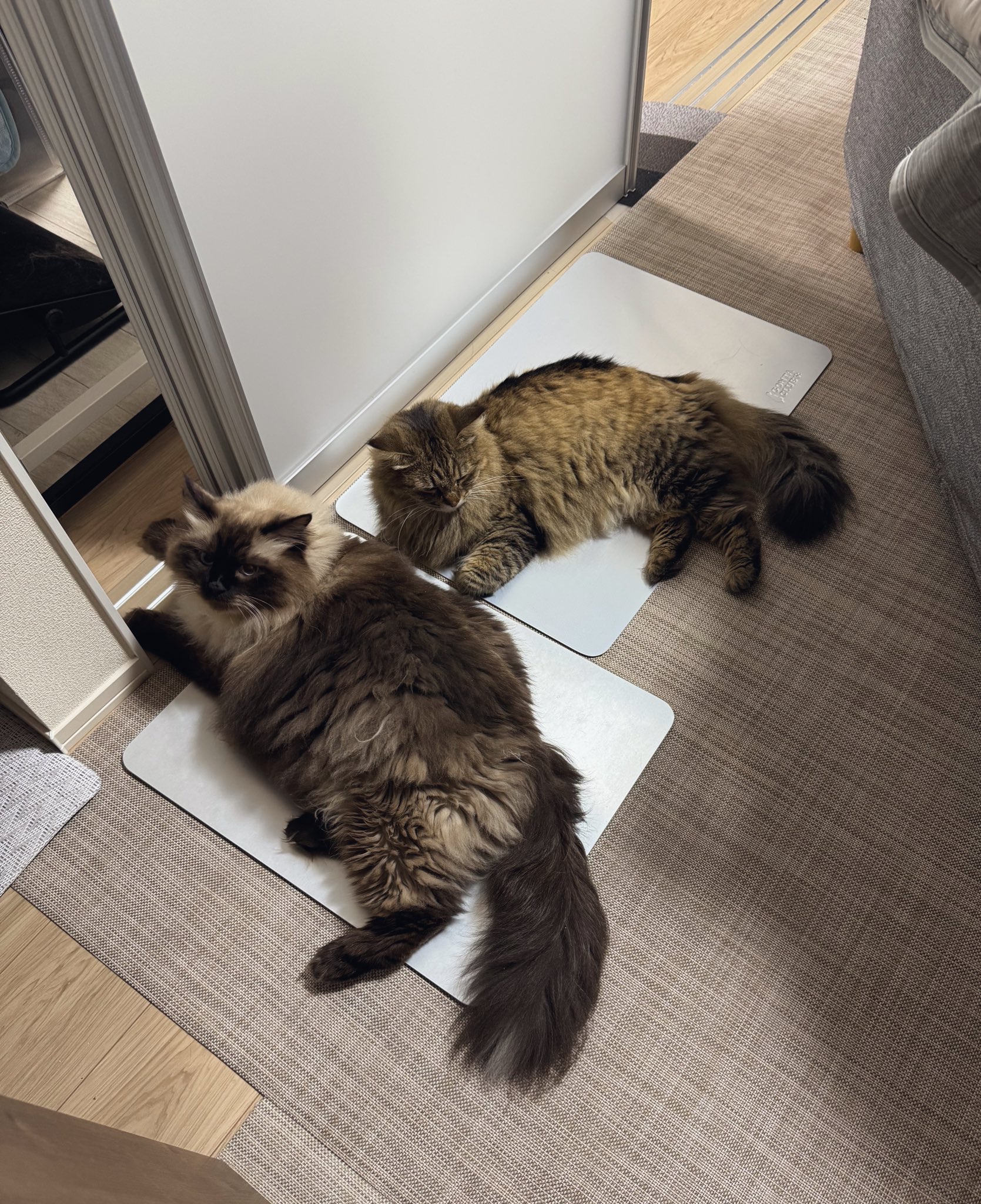 ネコ好きさんポイント無し　2000p使用 楽天市場】【チェックしたら10%OFF】FEANDREA キャットタワー