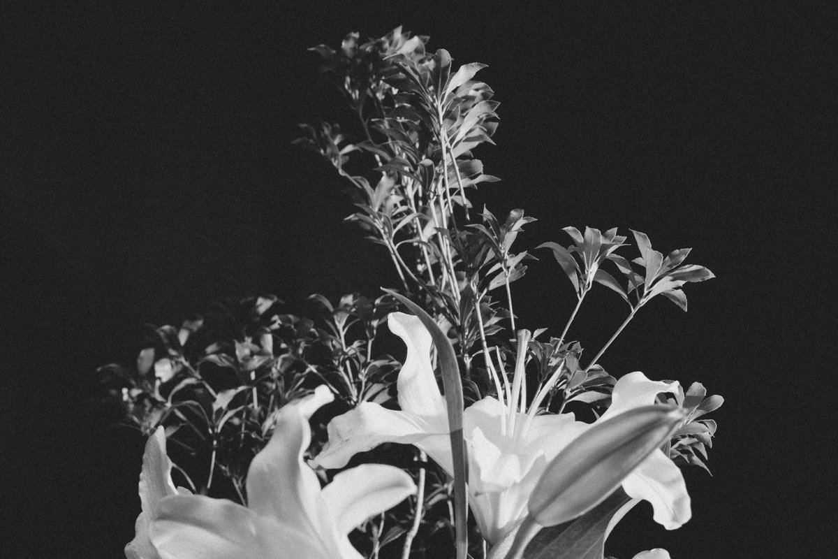 863Reki's tweet photo. #fujifilm_xseries #FUJIFILM
#photooftheday #photograghy 
#monochromephotography 
#ファインダー越しの私の世界 https://t.co/ebbe1tAOux