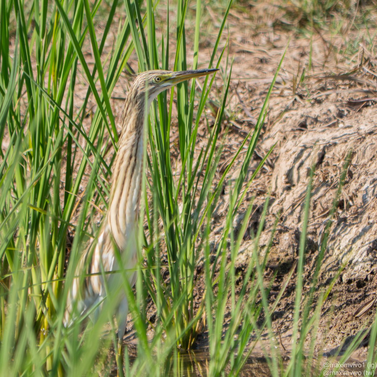 MaximVivo's tweet photo. Un jove d'oroval entre l'arrós. Els joves tenen unes característiques estries marrons i el bec taronja i negre.
#oroval #martinetroscomu #garcillacangrejera #Ardeolaralloides #birdwatching #BirdPhotogaphy #albuferadevalencia #sueca #Squaccoheron https://t.co/GVxD69WDIs