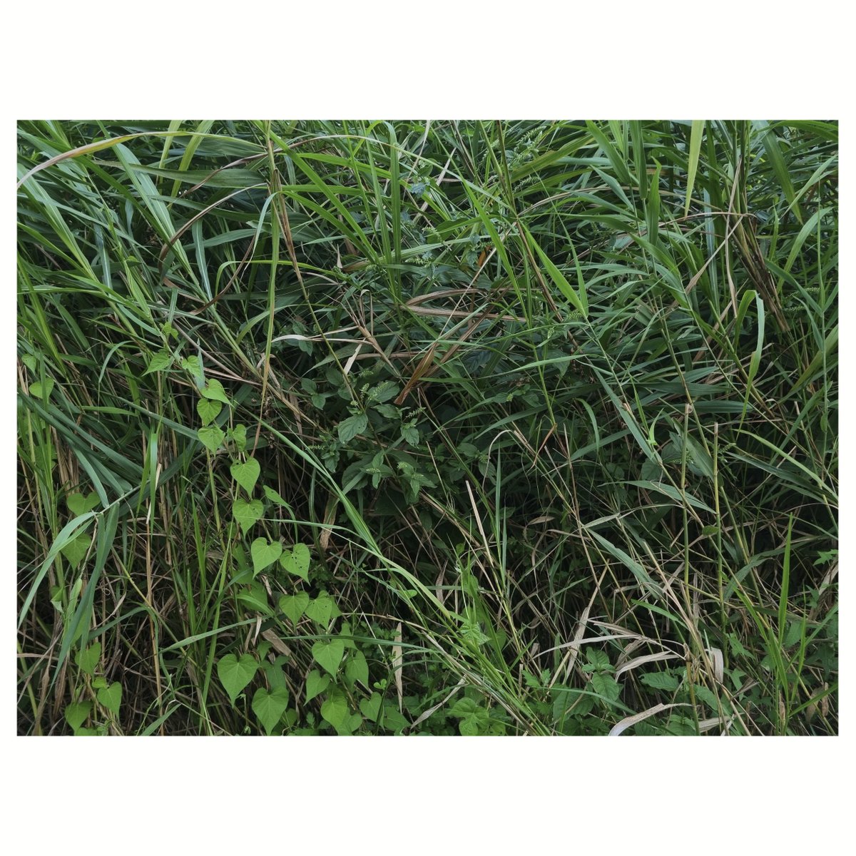 seoulquietmusic's tweet image. 야외 음악 프로젝트 13 | 2025. 08. 23. 대한민국, 서울 양재천근린공원 | 페터 아블링어: 백색/준백색 9, 25 &amp;amp; 28 (1986/96) | 오의진, 실현 #peterablinger #outdoormusicproject #uijinoh #seoulquietmusicnetwork #sqmn