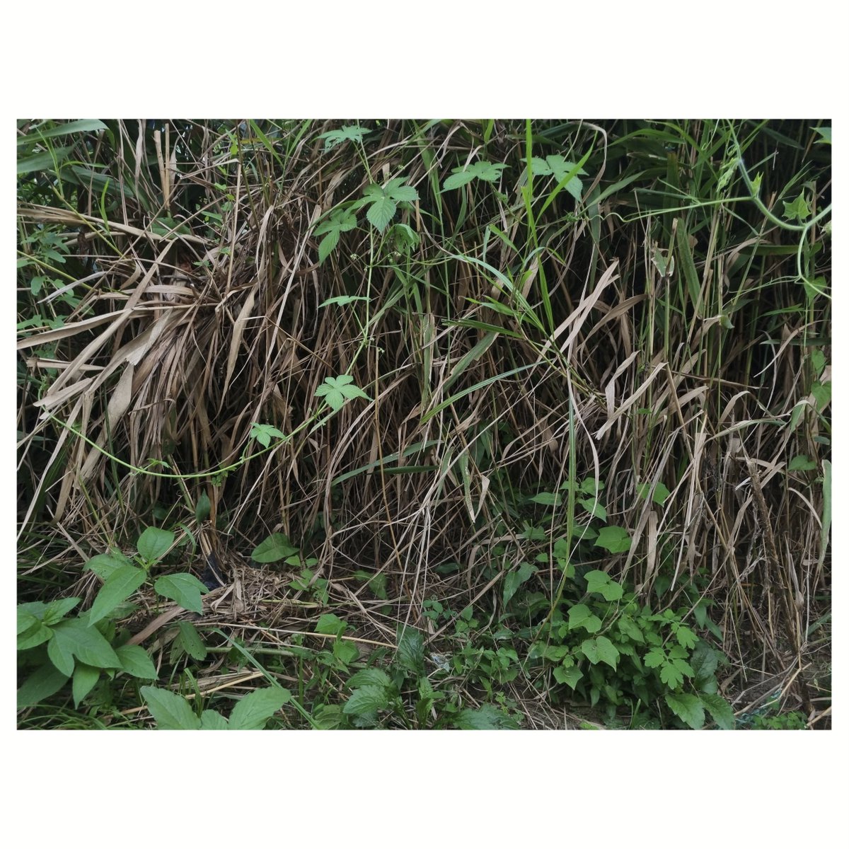 seoulquietmusic's tweet image. 야외 음악 프로젝트 13 | 2025. 08. 23. 대한민국, 서울 양재천근린공원 | 페터 아블링어: 백색/준백색 9, 25 &amp;amp; 28 (1986/96) | 오의진, 실현 #peterablinger #outdoormusicproject #uijinoh #seoulquietmusicnetwork #sqmn