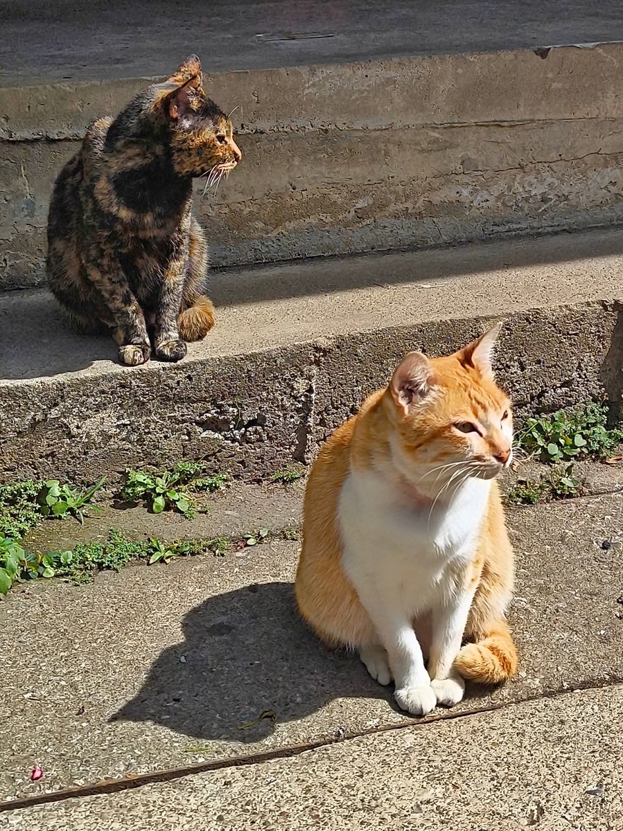 この世界には
「完璧な人」なんていない。

「間違い」をするのは当たり前。
問題に出会えば、その都度解決していけばいい。

この世界に
「完璧な人間」なんて存在しない!!

すでに過ぎ去ったことは…
そのまま流していこう。

学び、覚えて、
ただの「人生のレッスン」にすればいい。
🌻🕊️🤍