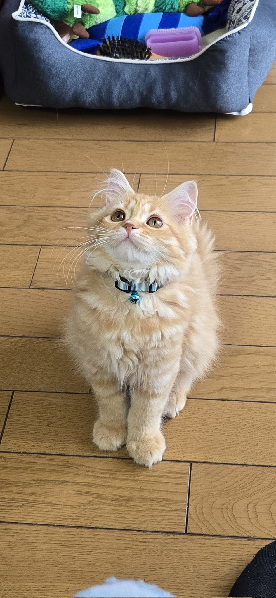 幸せの茶トラ happy “OTW”Cat day🎉 世界中の茶トラに感謝/appreciate “OTW