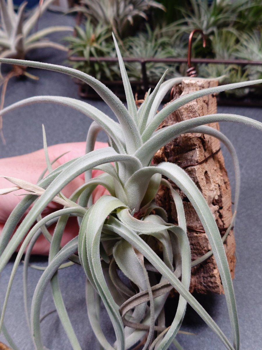 haba_neroooo's tweet photo. ＃草フリマ
Tillandsia koehresiana "weiß blüte" (=weiss bluete)
左¥3000 送料込み
右¥2000 送料込み https://t.co/Yi7JvgwN7h