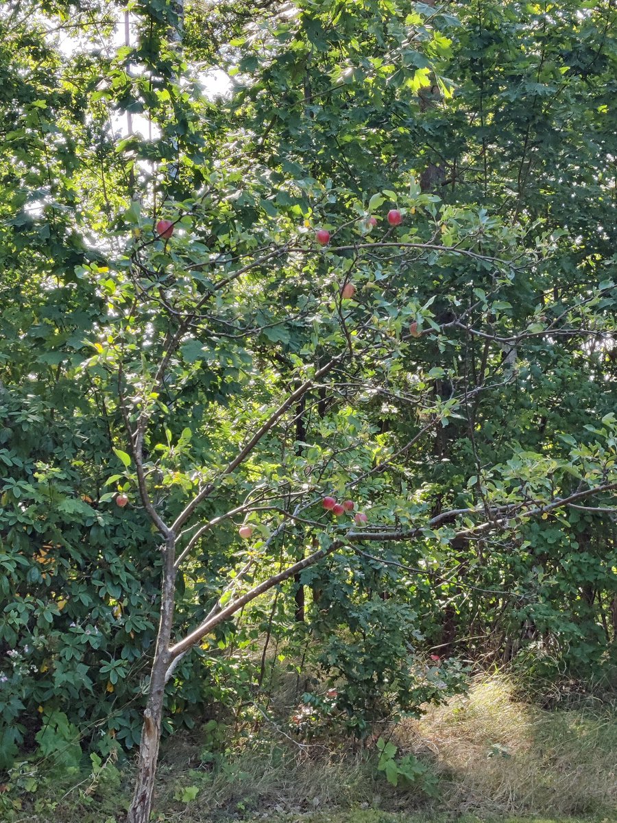 Morgan Magnusson tweet media