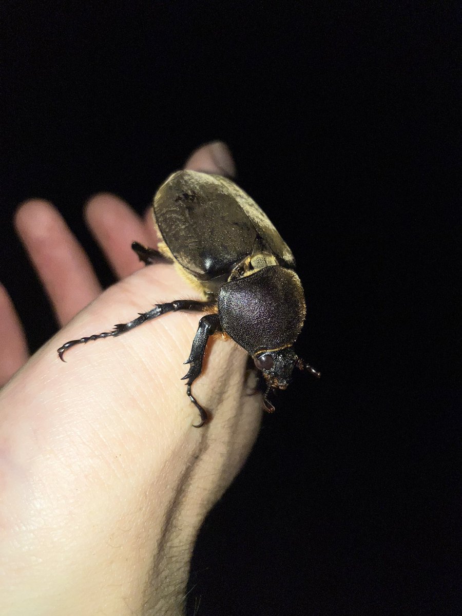 wpvFGLzsbCogsqm's tweet photo. ヒラタが徐々に戻ってきました
今シーズンのカブトはこれで最後かも https://t.co/bC1rB18m9u