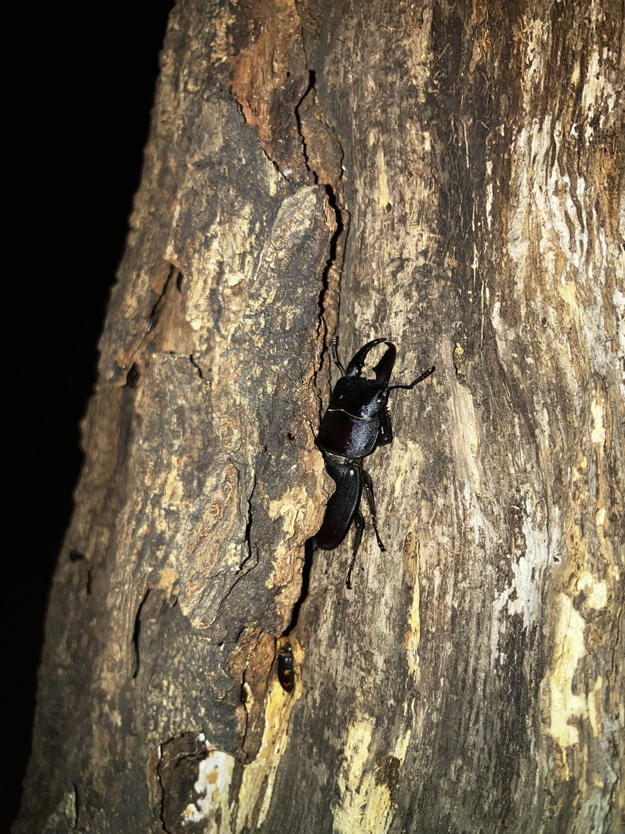 wpvFGLzsbCogsqm's tweet photo. ヒラタが徐々に戻ってきました
今シーズンのカブトはこれで最後かも https://t.co/bC1rB18m9u