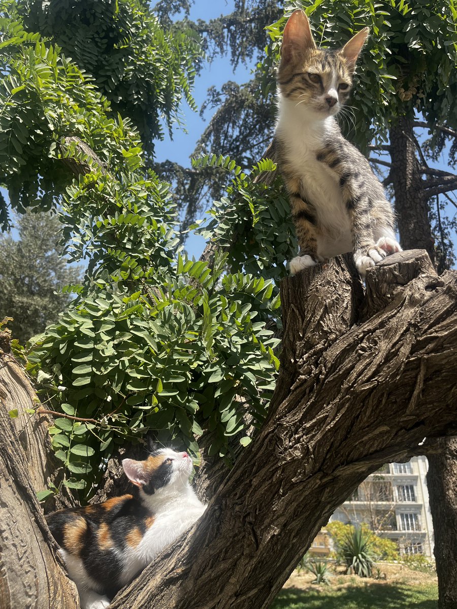 دو تا کوچولو داریم برای واگذاری
هر کی میخواد خوشبخت بشه نوبت بگیره 😌
#واگذاری
#گربه