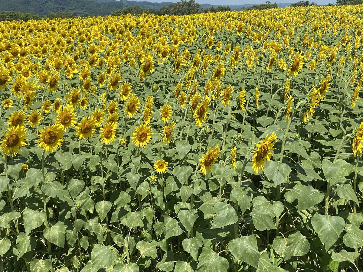 常磐線の亘理町阿武隈川河川敷(XYL実家の敷地)はひまわり畑で見頃です。
