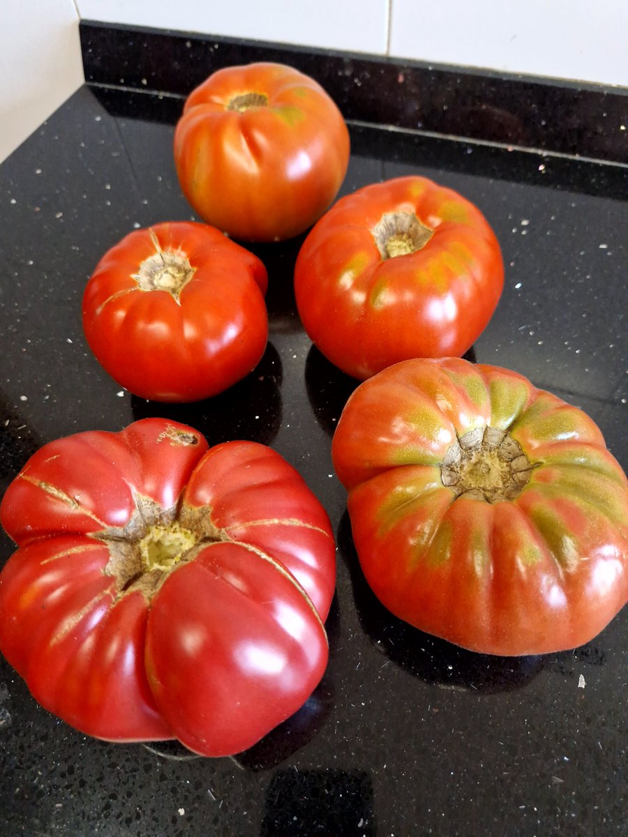 Ahora si que están los tomates bien buenos, estos de la huerta de mi suegro