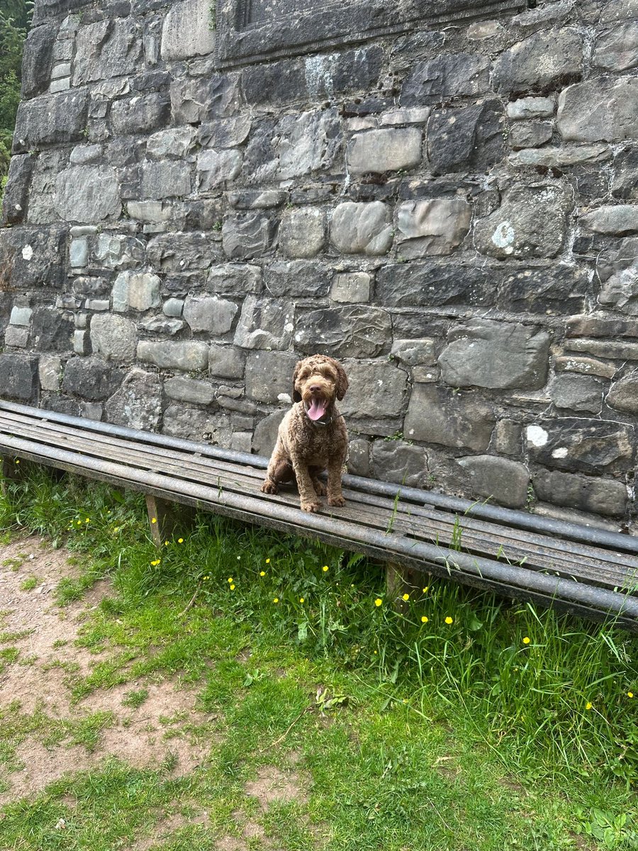 Help2Rehome Scotland tweet media