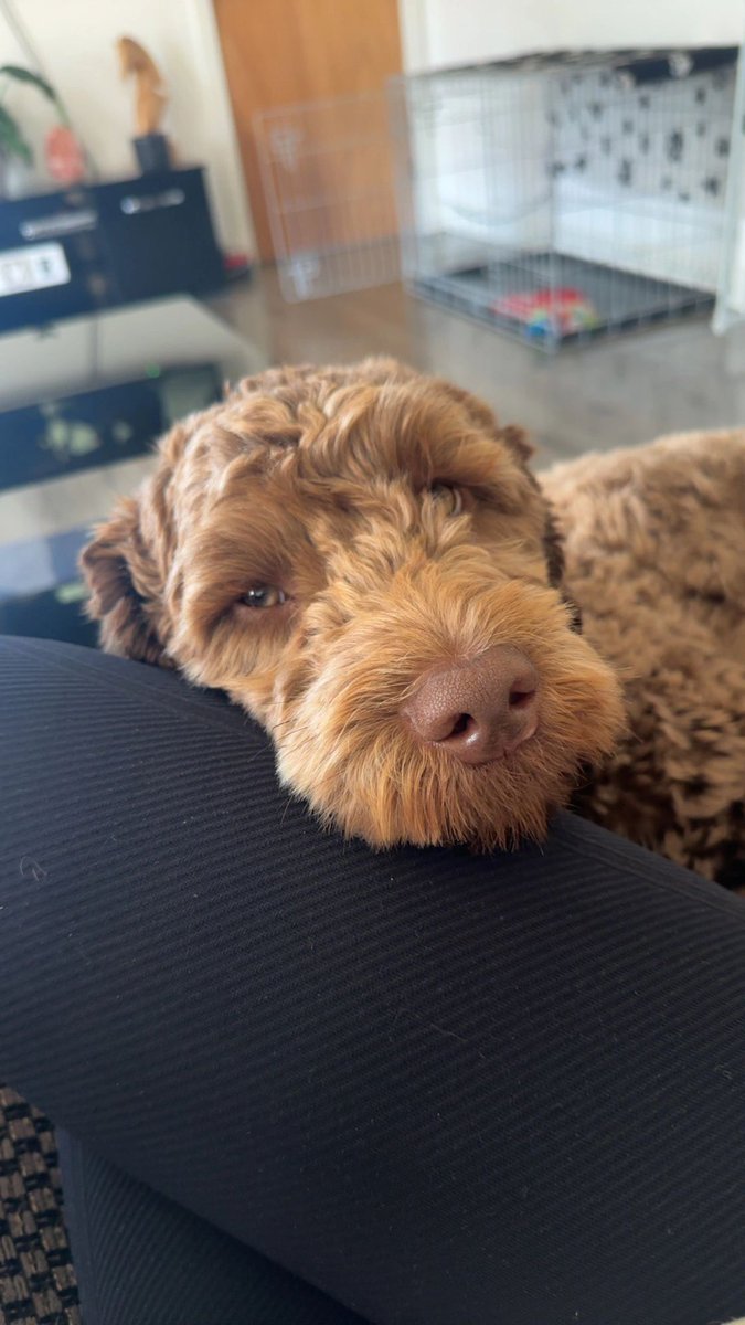 Help2Rehome Scotland tweet media