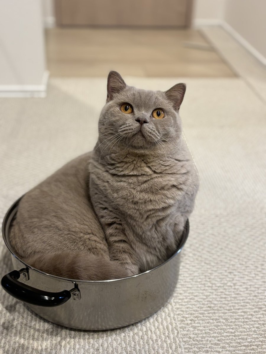 その鍋に入ろうとするのはサイズの見通しが甘いのでは、、？