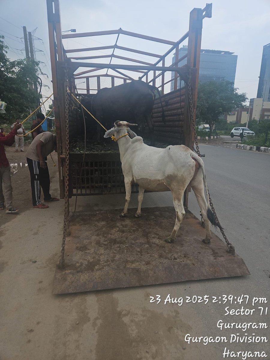 MunCorpGurugram's tweet photo. 🚫 सार्वजनिक स्थानों पर खुले में घूमने वाले पशु अब बर्दाश्त नहीं।
#TeamMCG की कार्रवाई जारी है।

#Sector71
#MissionStrayCattleGurugram 🐄

@MoHUA_India @cmohry @NayabSainiBJP @Rao_InderjitS @RaoNarbir @VipulGoelBJP @DC_Gurugram @PradeepIAS_HR @diprogurugram1 https://t.co/j3d6uGdNGA