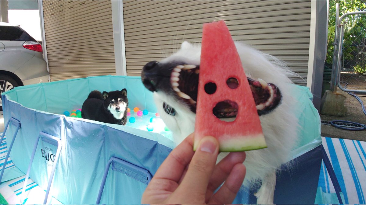 綺麗に作れたのに顔に合わせられないまま食べられてしまった顔はめスイカ。