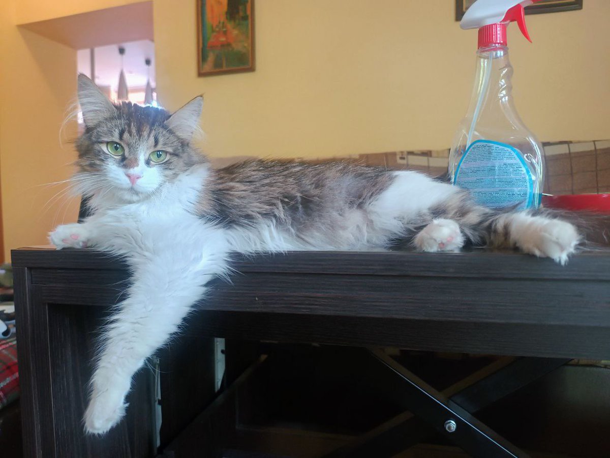 Alexia Muller 😻 tweet media