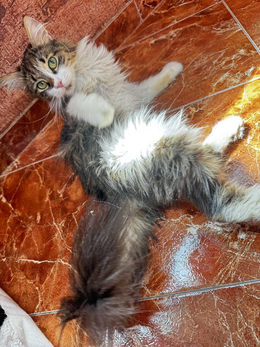 Alexia Muller 😻 tweet media