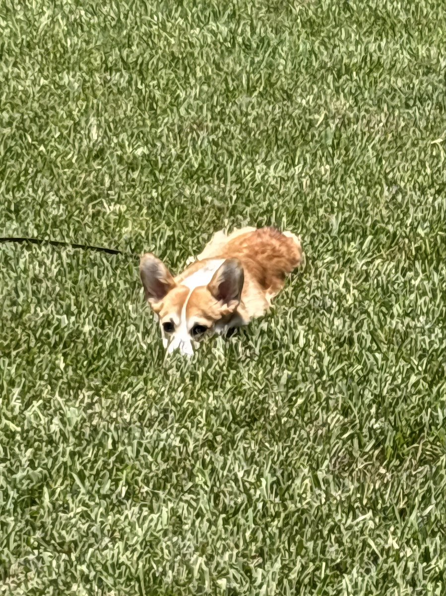 Oliver touching grass 😀