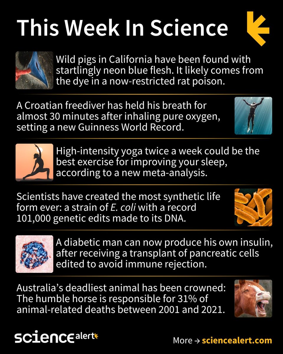 ScienceAlert's tweet image. This Week In Science (August 17–23) 🧪

Blue pigs, a breathtaking world record, the most synthetic life form ever, and much more!

#ScienceNews #ScienceAlert #STEM #ThisWeekInScience #TWIS