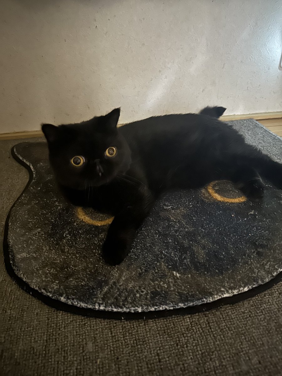 しぃちゃん (@shi_chan347) / Posts / X