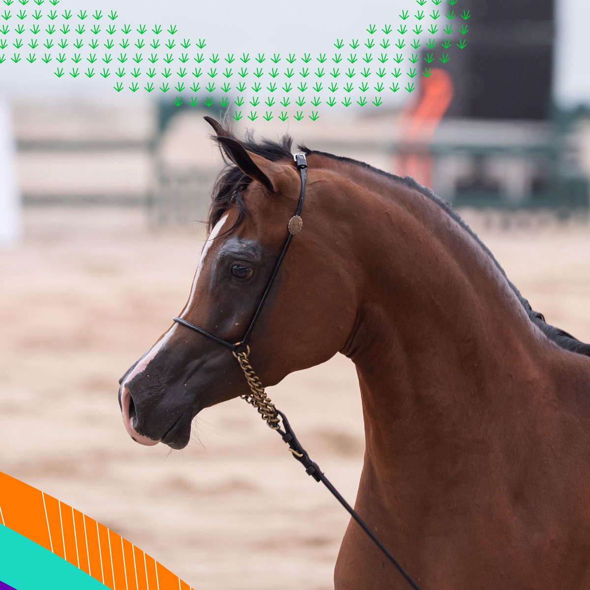 khareef_dhofar's tweet image. مرباط تتوشّح الجمال.. في ختام كأس ظفار الدولي لجمال الخيل العربية، تحت رعاية صاحب السمو السيد مروان بن تركي آل سعيد، محافظ ظفار 🐎

جابك لظفار ويجيبك جمالها ومُتعة فعالياتها ومُنافساتها