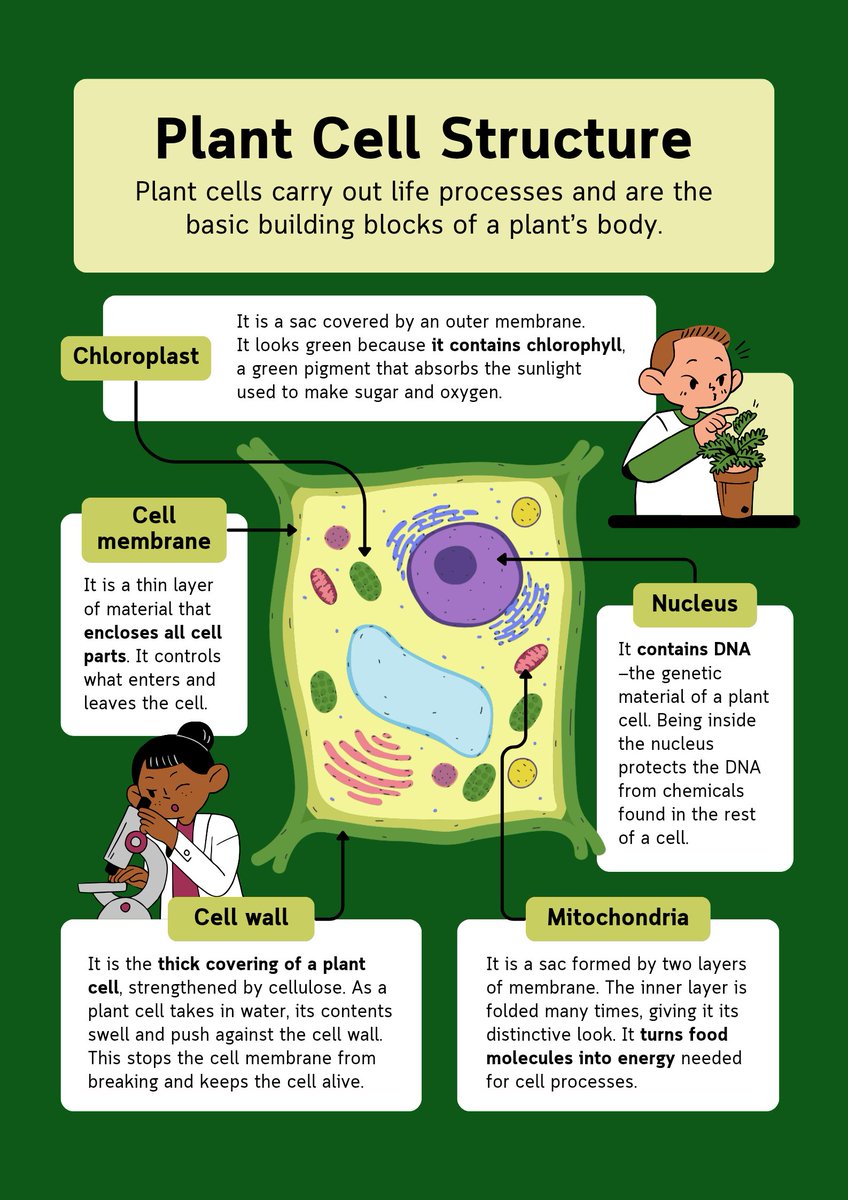 scinova_reads's tweet image. 🌱 Key parts of a Plant Cell with functions and diagram. Learn fast and easy! 💡
#PlantCell #BiologyNotes #ScienceNotes #Class10 #SCINOVA
