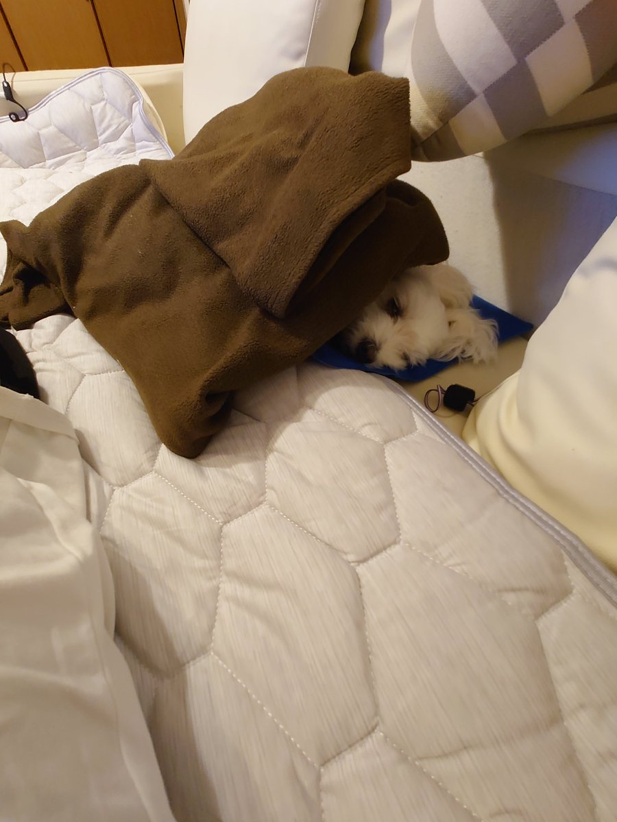 接触冷感のシーツを購入。
カイカイはペット用の冷感シートだけど。
遊び疲れてだっぅぅん🥰