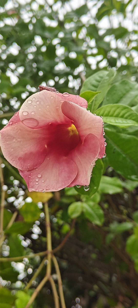 BhumiZala's tweet photo. #monsooncollection #FlowerPhotography #GoodVibesOnly https://t.co/v0ioVBLbIO