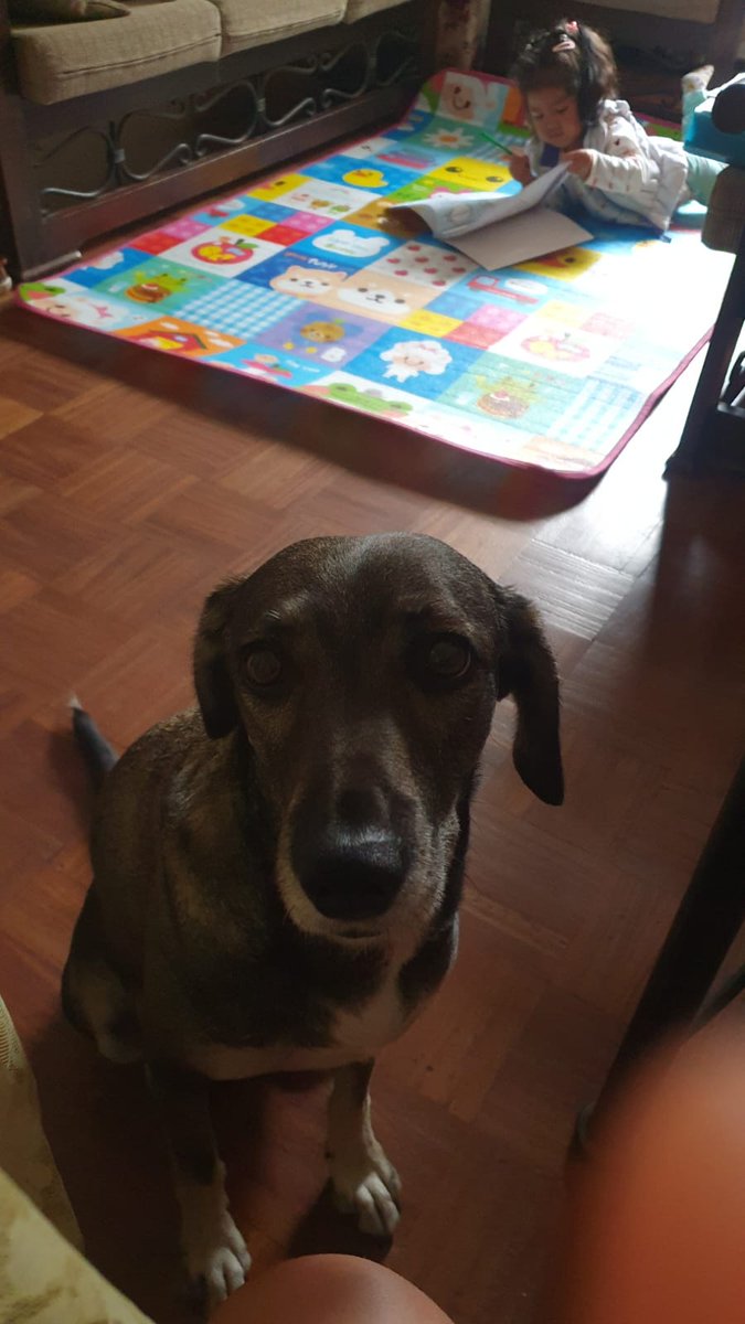 Jhimmyaf's tweet photo. @Octavio_01 Criar a un perro es algo que todo ser humano debe hacer, no sabe lo importante que es para su salud fisica y emocional. https://t.co/iX0SWkWasV