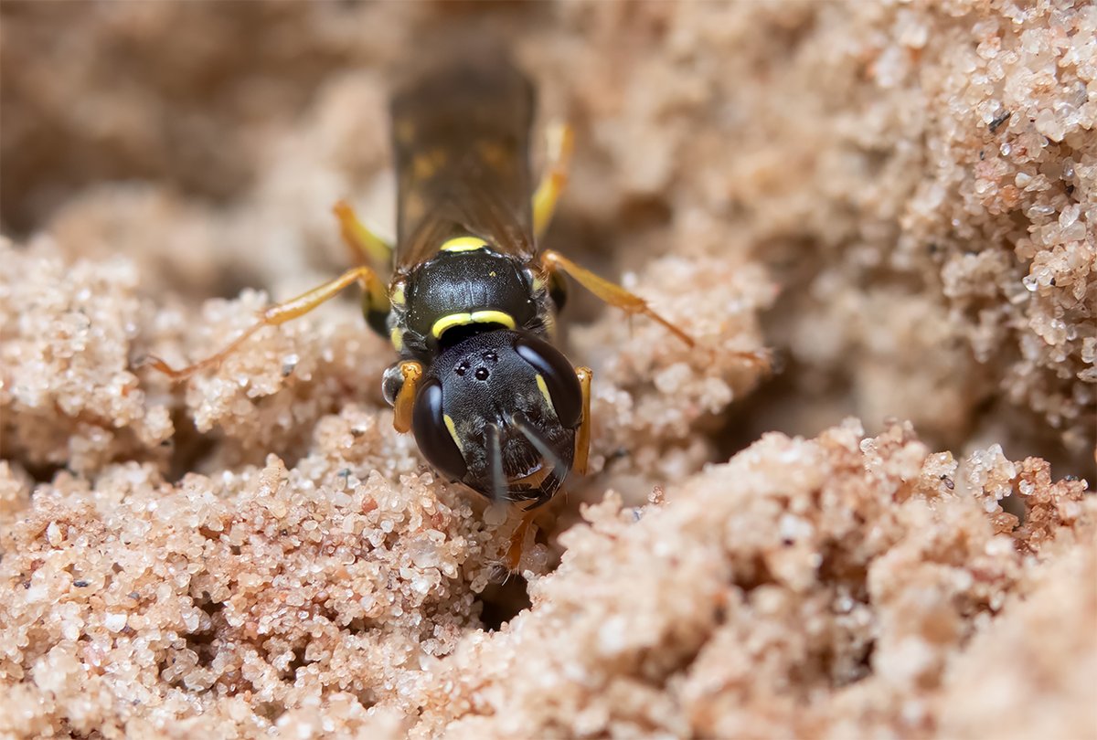 ... te pat sētā ... noteikt neņemos 😁