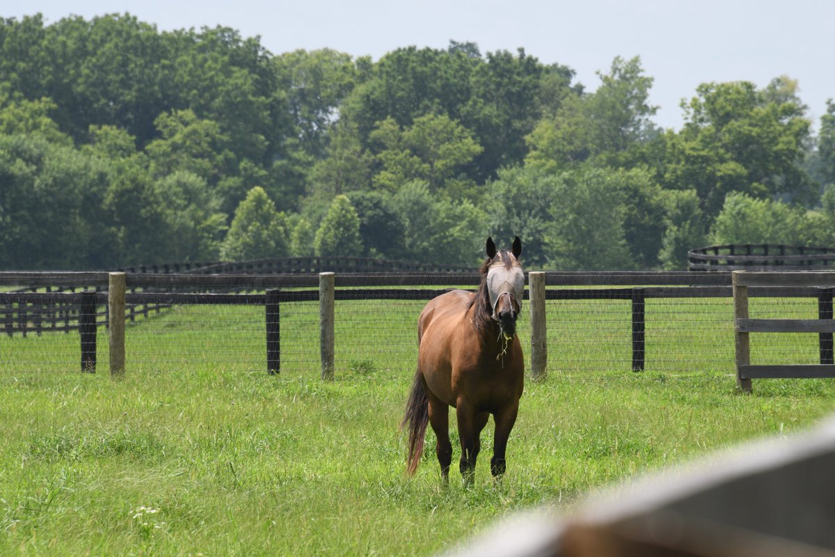 🚨HELP NEEDED🚨

We're currently running very low on Vet Wrap, Gastroguard and SWAT fly paste and could use your help to keep the horses comfortable. If you want to donate these items, you can find them below.

Old Friends' Amazon Wish List 👉 amazon.com/hz/wishlist/ls…