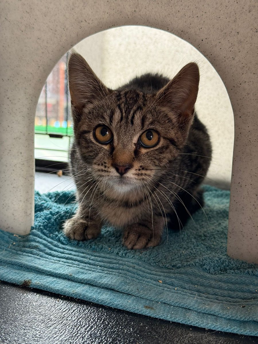 Happy #Caturday everyone - Audrey is a stray kitten who has an injured leg that needs amputation. For the full story and to donate please check out the link below #CatsOfTwitter #CatsofX 

justgiving.com/page/cherwell-…