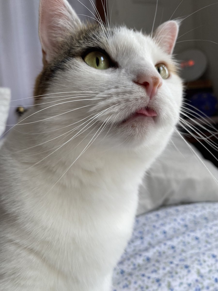 ok enough heartbreak on main let’s look at my cats