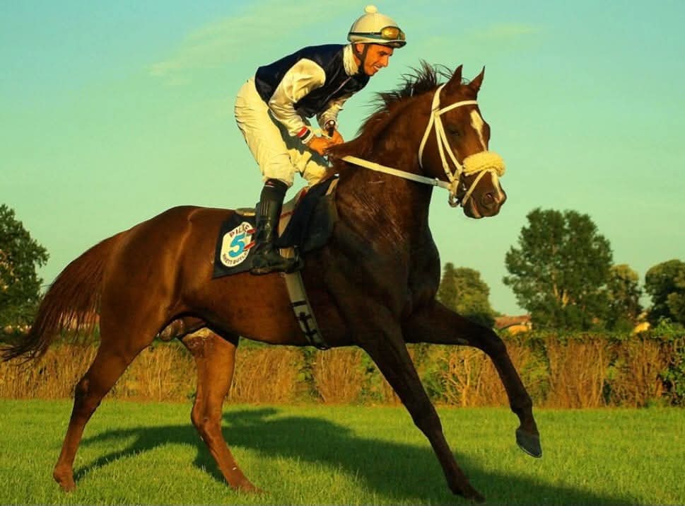 HORSERACING1002's tweet photo. RHETT BUTLER🇮🇪2011
(GALILEO - RAGS TO RICHES BY A.P. INDY)
#RhettButler
B/ Chelston & Wynatt
Coolmore (Ire)Mar 26, 2011.
O/ Voja Ivanovic
16-8-3-1----$65,000
2016 champion 🏆 stayer, champion older horse and Horse of the year in Hungary 🇭🇺.
2017 Champion older horse and Horse of the year in Serbia 🇷🇸.
Kup Princa Pavla G1, Grad Beograd G3, Kup Srema, Memorial Darka Filipoviæa, Kincsem Dij, Kup Ijuviceva G1, Djurdjevdan S, El Dorado S.
2nd Memorijal Darko Filipoviæ-Pilke, Mafe-Tattersalls-Elite.
3rd Ivanjdan S.
Stands in Serbia 🇷🇸