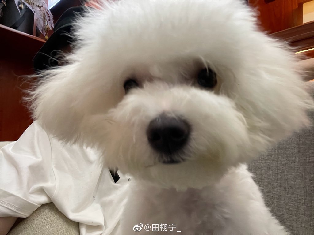 the cutest dog with the cutest owner

TIANXUNING X DECORTÉ
#TianXuningLiveDECORTÉ