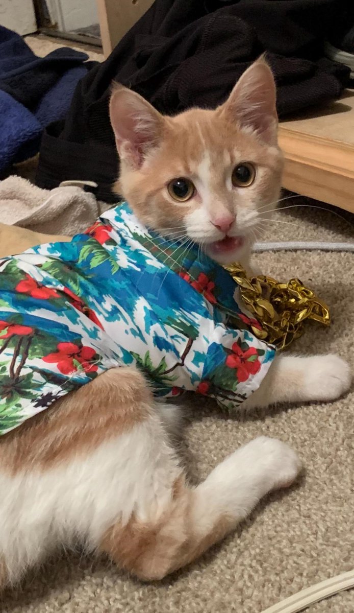 Previously employed at a sandwich shop in Miami, he’s changed careers. He’s uh … an importerexporter… [by iExorcism]
  
 #adorable #cute