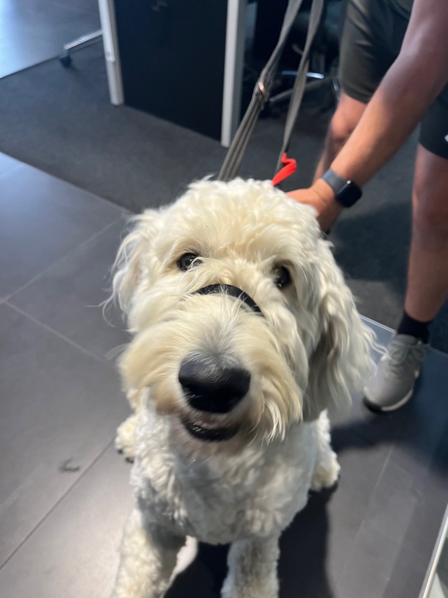 Teddy came to test the size of the MINI Countryman at Marshall #MINI #Bournemouth and he surprised his owners by fitting in the boot with room to grow too. 🐶 👍

Find your #75Reg MINI here &gt; marshall.co.uk/mini/