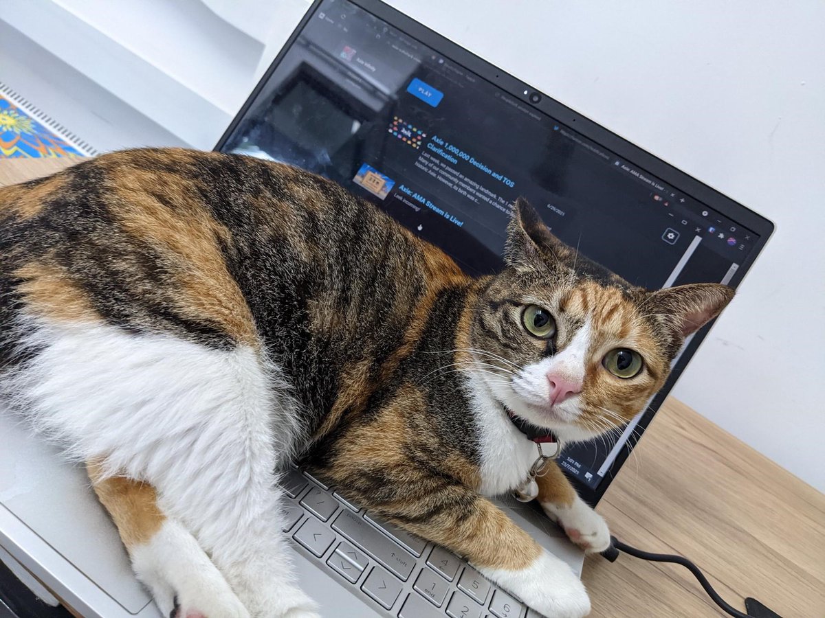Does anyone know why cats seem attracted to laptops when you’re working? [by 404NinjaNotFound]
  
 #curiousCat #pretty