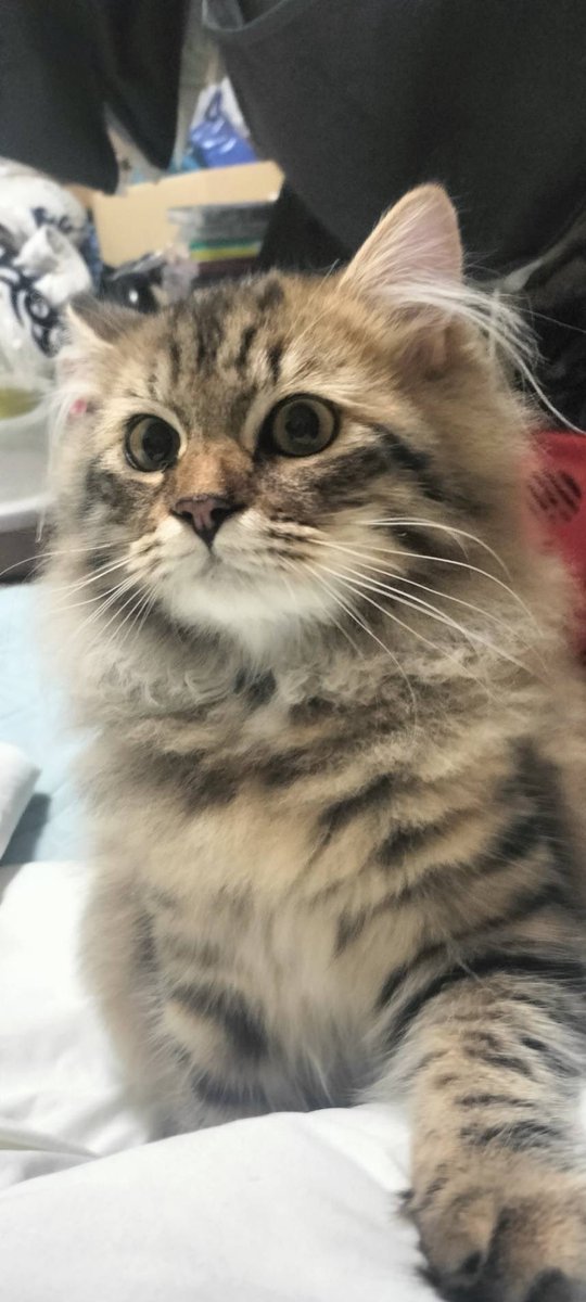 亜麻猫 楽天市場】新政酒造 PRIVATE LAB 亜麻猫 2024 アマネコ 純米酒