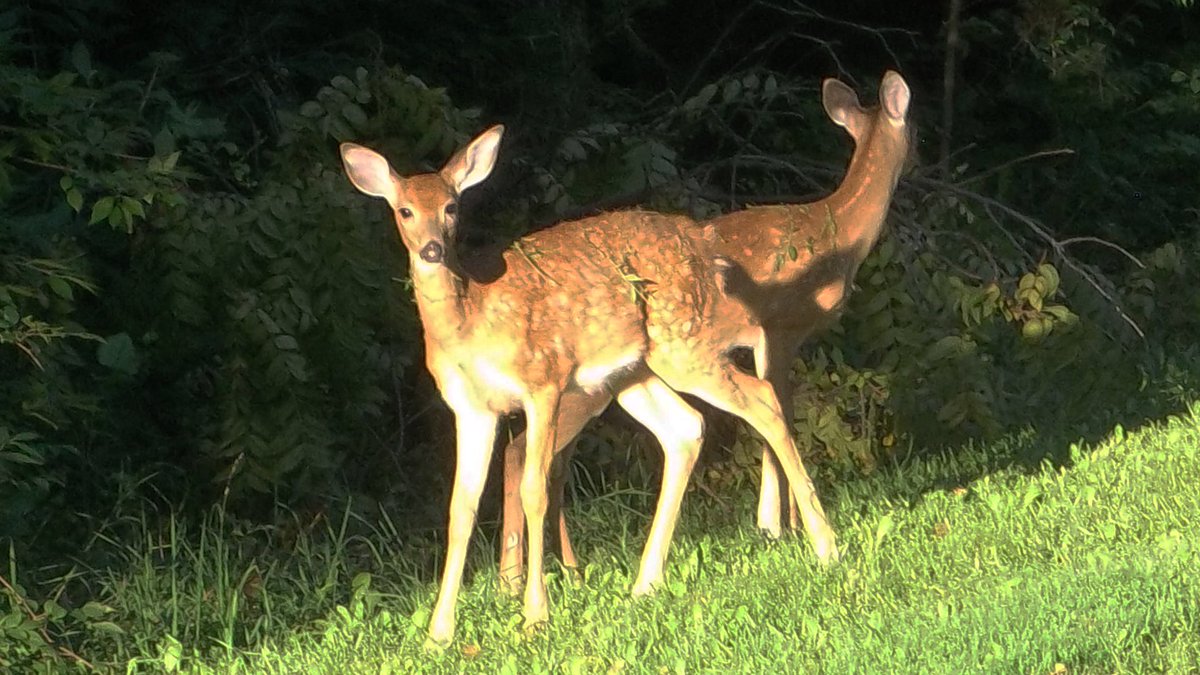δαιμονίας ὑπερβολῆς (@strophariad) on Twitter photo 