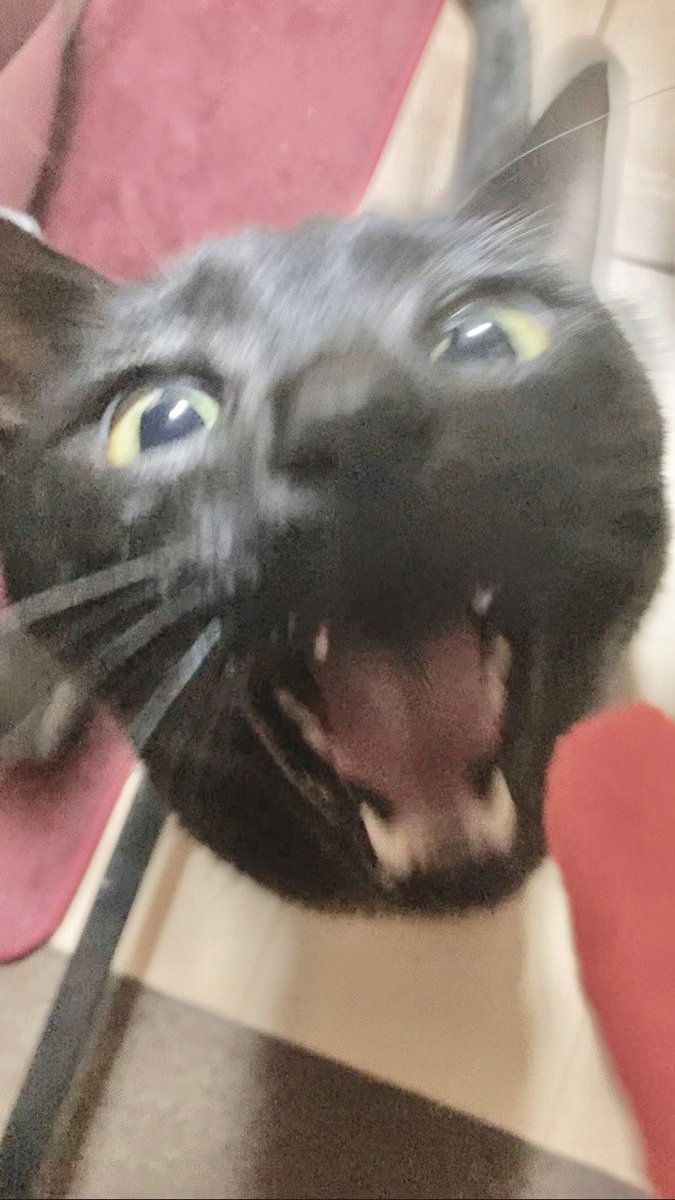 そしていただきます😋なおれ
#黒猫