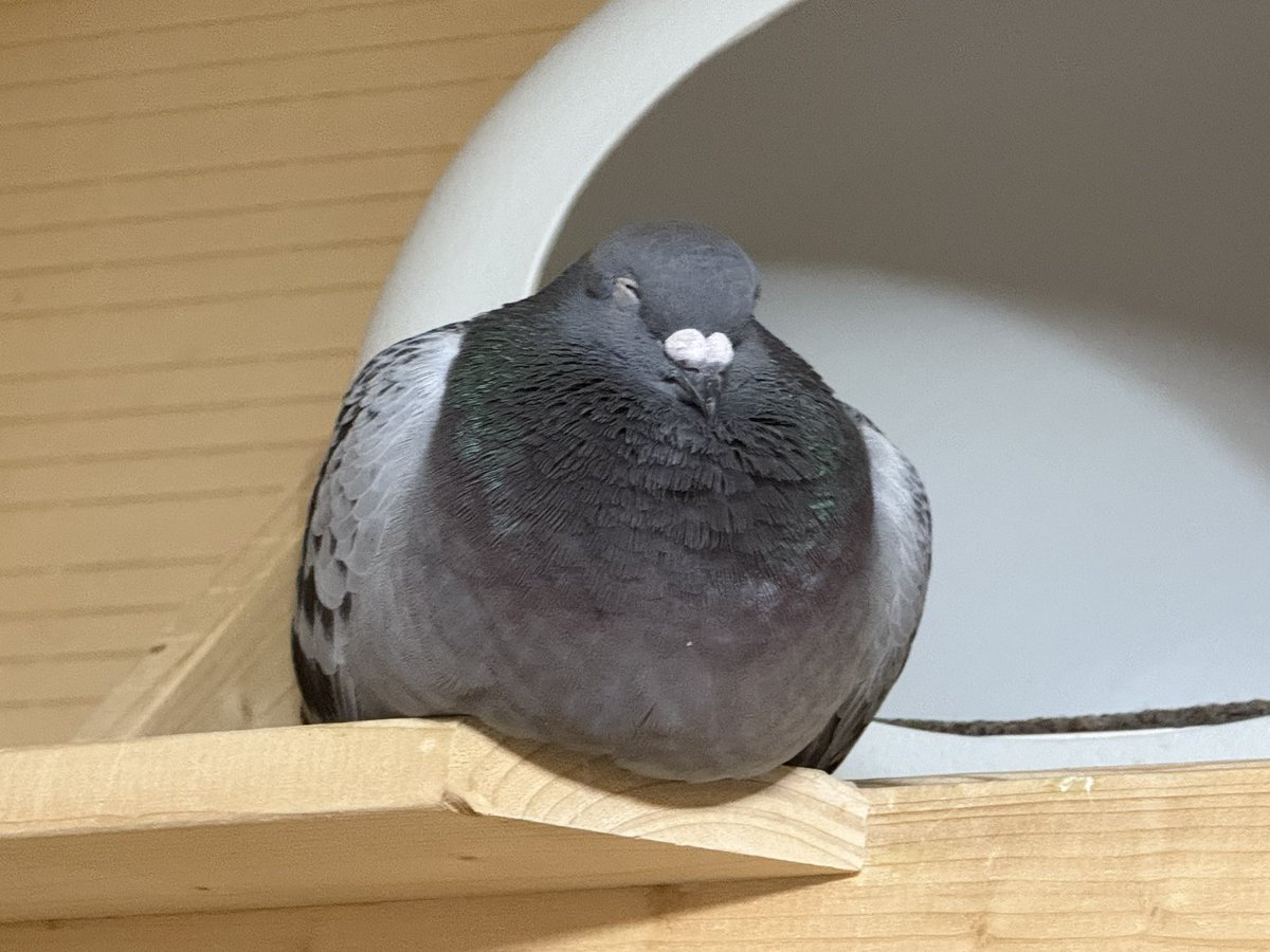 目がぁ…🐦💤

お餅になって閉じていく🤭