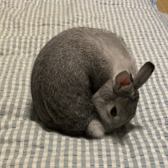 しっぽも毛繕い