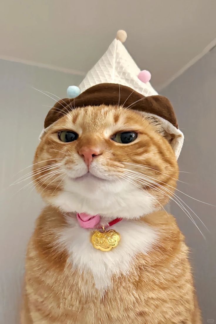 🐈‍⬛ tweet media